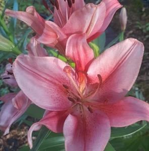 Meet your Posher, Tammy